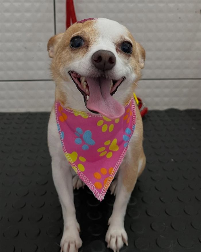 Cachorro sorrindo com bandana rosa de patinhas depois do banho na Love Pet