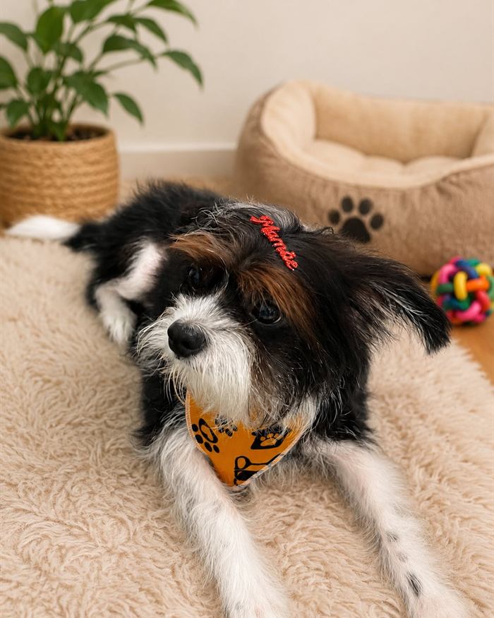Cachorro deitado na caminha usando a bandana laranja da Love Pet