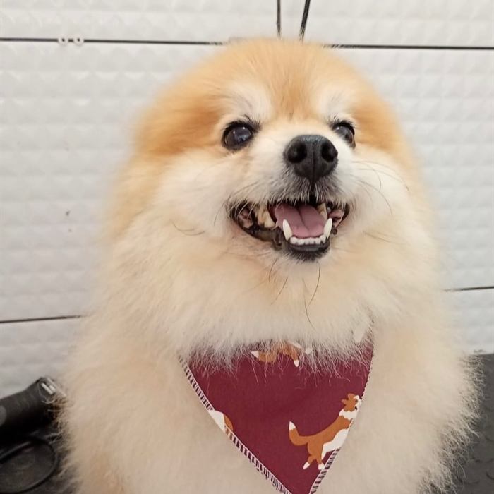 Lulu da Pomerânia de pelo bege escovado, com bandana vinho