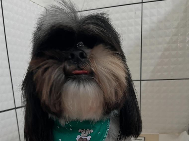 Shih-tzu preto e creme com bandana verde depois da tosa na tesoura