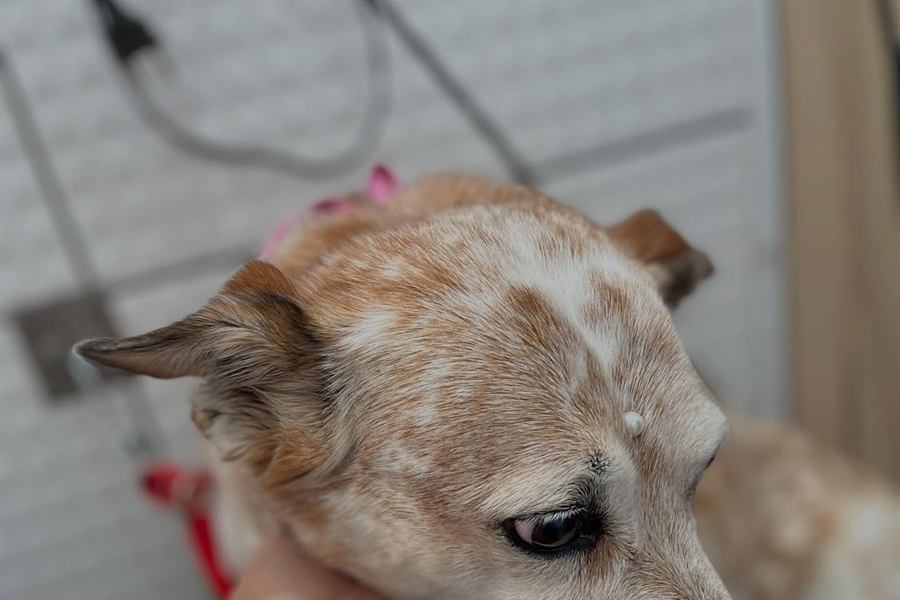 Profissional da Love Pet segurando com cuidado o rosto de um cachorro durante o atendimento