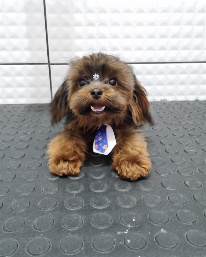 Cachorro caramelo tosado usando gravatinha na mesa de atendimento