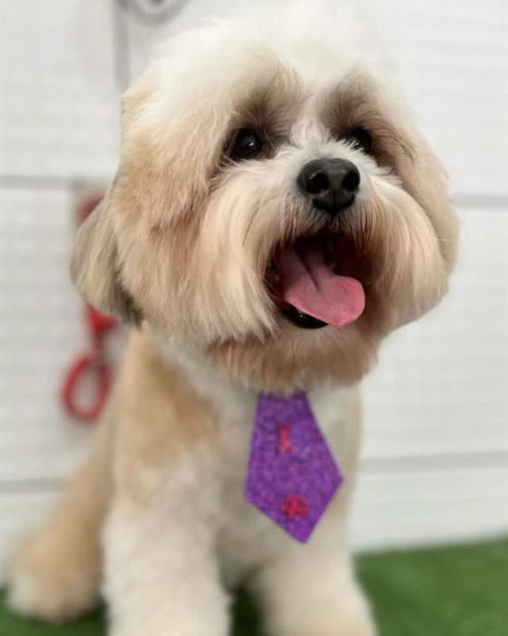 Cachorro na grama usando gravatinha roxa de estrelas depois do banho