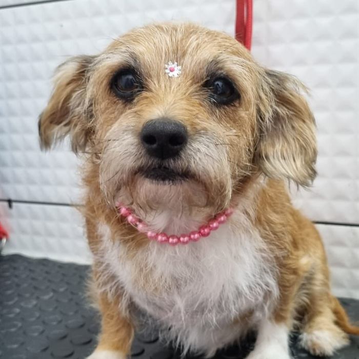 Cachorro de pequeno porte com colar de pérolas rosa na finalização