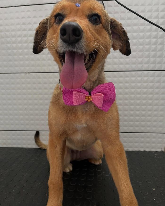 Cachorro caramelo sorrindo com laço rosa depois do banho