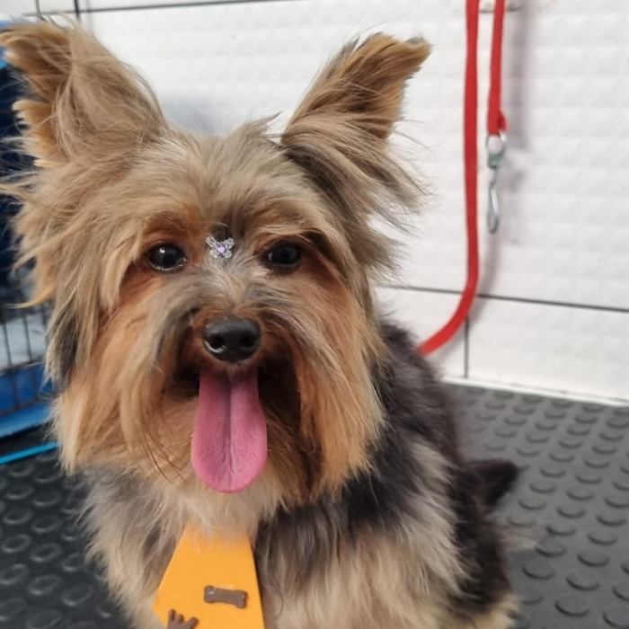 Cachorro de pelo longo desembaraçado, com laço no topete