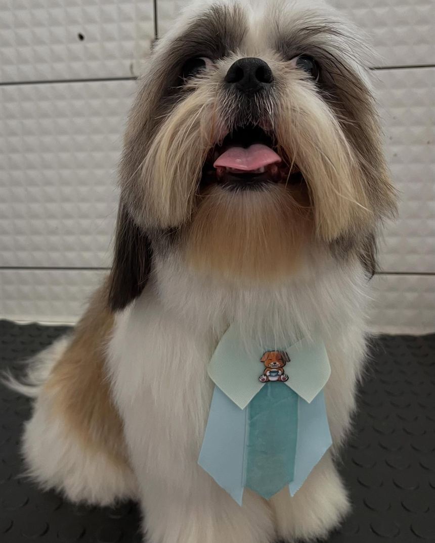 Cachorro shih-tzu recém-tosado na Love Pet, com gravatinha azul-claro