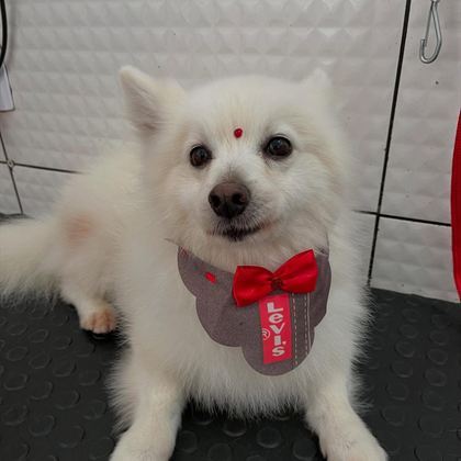 Spitz branco com bandana vermelha da Love Pet depois do banho