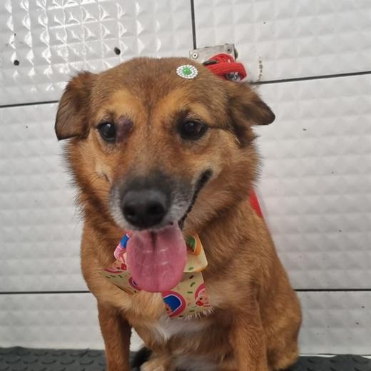 Cachorro caramelo com laço vermelho depois do atendimento