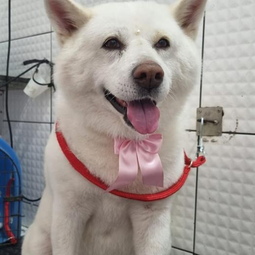 Cachorro branco com laço rosa recém-escovado