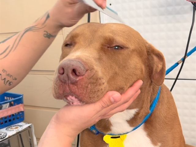 Cachorro sendo segurado com cuidado no box de banho da Love Pet