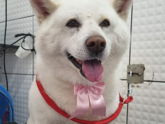 Cachorro de pelo branco escovado e com laço rosa na coleira