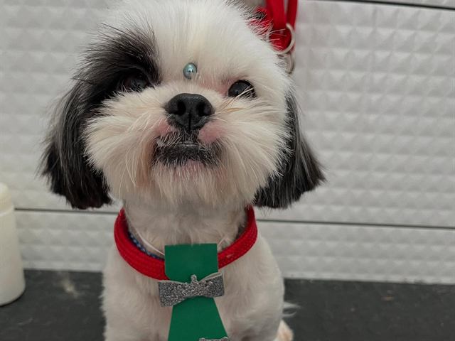 Shih-tzu com gravatinha verde da Love Pet, pronto para ir para casa