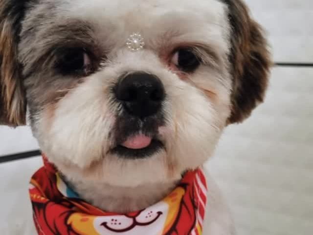 Cachorro usando bandana de Natal em campanha temática da Love Pet