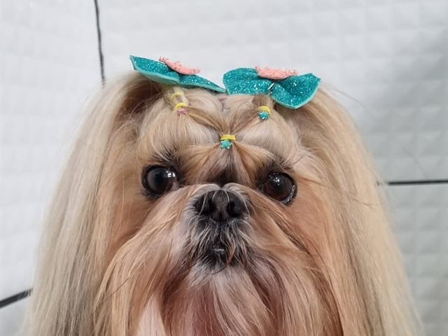 Shih-tzu de pelo longo com laços coloridos depois da tosa na tesoura